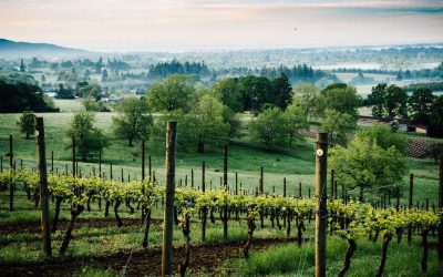 Skip Napa. 8 Reasons to Tour Oregon’s Willamette Valley Instead