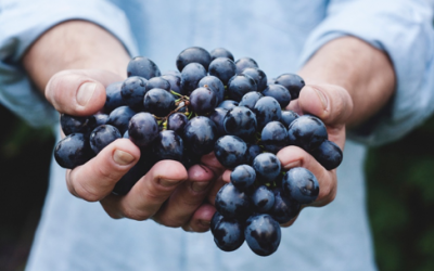 Malbec – Newest Big Bold Red Wine to Join the Family of Wines