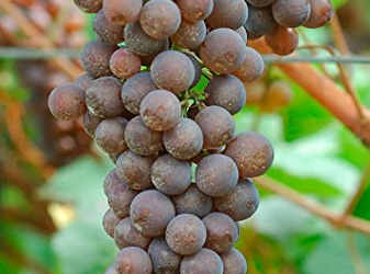 Pinot Gris – Signature White Joins our Wines