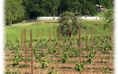 Sustainability in the Vineyard