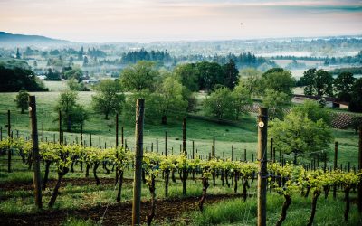 The Best Boutique Gem Wineries