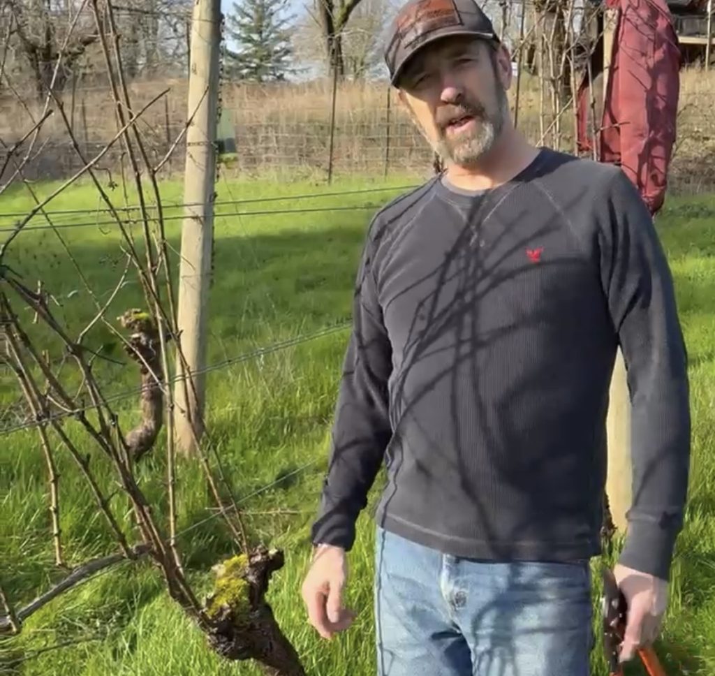 Boyd pruning the Natalie's Estate vineyard.