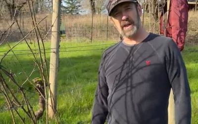Why We Prune the Vineyard: How Vineyard Pruning Shapes Quality