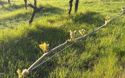 A Year in the Vineyard – Budbreak: The Moment a Vintage Begins