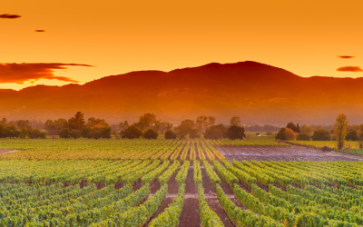 Discovering the Guadalupe Valley Wine Region: Mexico’s Hidden Wine Gem