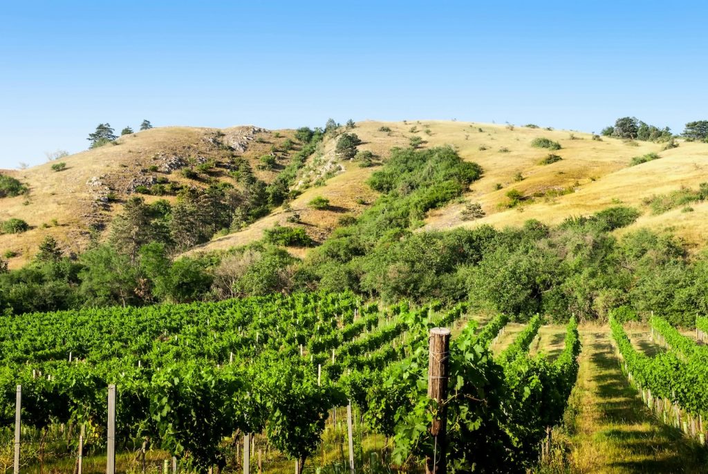 Vineyards in the Guadalupe Valley Wine Region