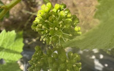 How Thousands of Tiny Flowers Become Your Favorite Wine