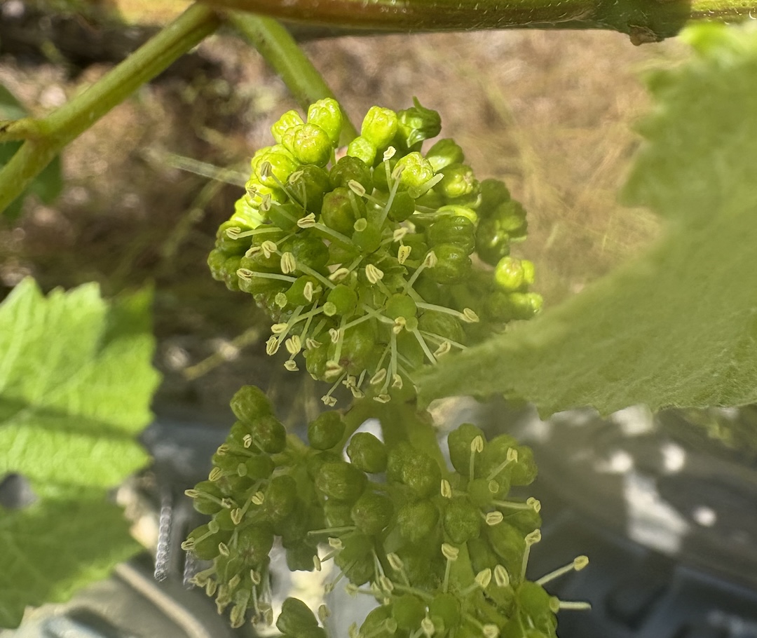 Flowering vines at Natalies Estate