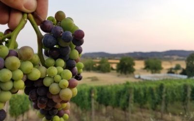 Veraison: The Colorful Turning Point in the Vineyard