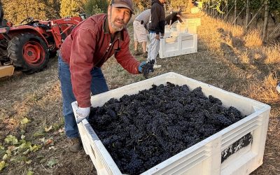 Harvest Season at Natalie’s Estate: A Winemaker’s Favorite Time of Year