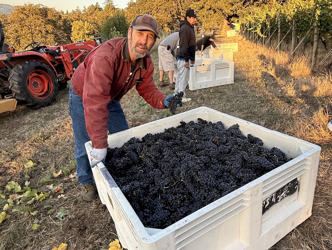 Boyd with harvested grapes