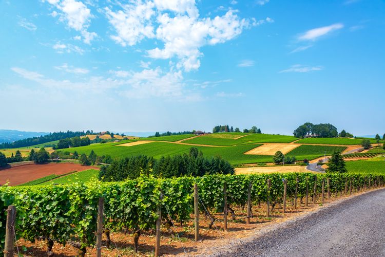 View of newberg-Vineyards